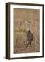 Kori Bustard (Ardeotis Kori) Adult and Ckick-James Hager-Framed Photographic Print