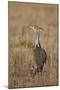 Kori Bustard (Ardeotis Kori) Adult and Ckick-James Hager-Mounted Photographic Print