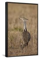 Kori Bustard (Ardeotis Kori) Adult and Ckick-James Hager-Framed Photographic Print