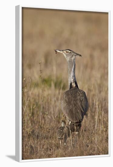 Kori Bustard (Ardeotis Kori) Adult and Ckick-James Hager-Framed Photographic Print