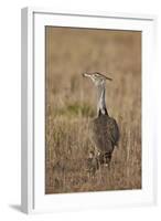 Kori Bustard (Ardeotis Kori) Adult and Ckick-James Hager-Framed Photographic Print