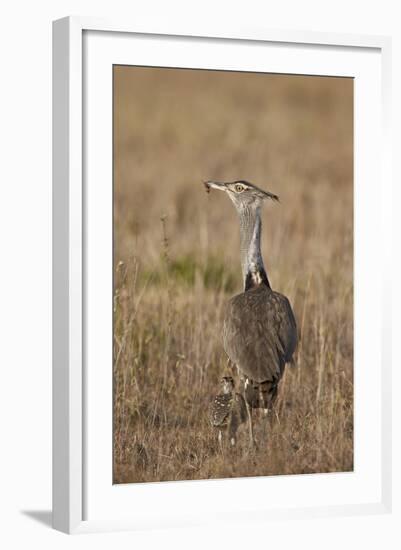 Kori Bustard (Ardeotis Kori) Adult and Ckick-James Hager-Framed Photographic Print