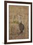 Kori Bustard (Ardeotis Kori) Adult and Ckick-James Hager-Framed Photographic Print