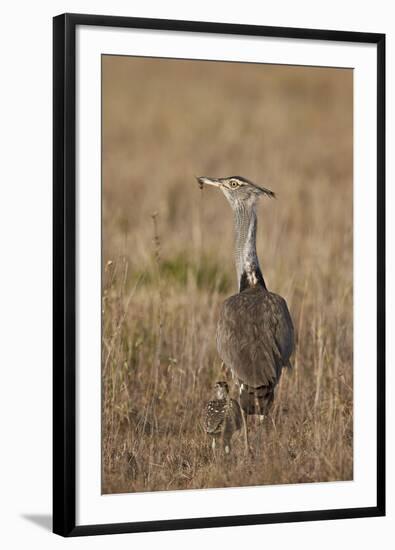 Kori Bustard (Ardeotis Kori) Adult and Ckick-James Hager-Framed Photographic Print