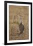 Kori Bustard (Ardeotis Kori) Adult and Ckick-James Hager-Framed Photographic Print