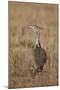 Kori Bustard (Ardeotis Kori) Adult and Ckick-James Hager-Mounted Photographic Print