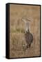 Kori Bustard (Ardeotis Kori) Adult and Ckick-James Hager-Framed Stretched Canvas