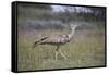 Kori bustard (Ardeotis kori), Kgalagadi Transfrontier Park, South Africa, Africa-James Hager-Framed Stretched Canvas