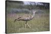 Kori bustard (Ardeotis kori), Kgalagadi Transfrontier Park, South Africa, Africa-James Hager-Stretched Canvas