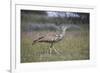 Kori bustard (Ardeotis kori), Kgalagadi Transfrontier Park, South Africa, Africa-James Hager-Framed Photographic Print