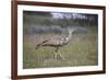 Kori bustard (Ardeotis kori), Kgalagadi Transfrontier Park, South Africa, Africa-James Hager-Framed Photographic Print