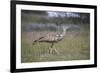 Kori bustard (Ardeotis kori), Kgalagadi Transfrontier Park, South Africa, Africa-James Hager-Framed Photographic Print