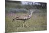 Kori bustard (Ardeotis kori), Kgalagadi Transfrontier Park, South Africa, Africa-James Hager-Mounted Photographic Print