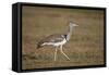 Kori Bustard (Ardeotis Kori), Ngorongoro Crater, Tanzania, East Africa, Africa-James Hager-Framed Stretched Canvas