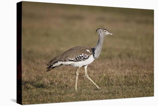 Kori Bustard (Ardeotis Kori), Ngorongoro Crater, Tanzania, East Africa, Africa-James Hager-Stretched Canvas