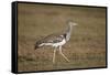 Kori Bustard (Ardeotis Kori), Ngorongoro Crater, Tanzania, East Africa, Africa-James Hager-Framed Stretched Canvas