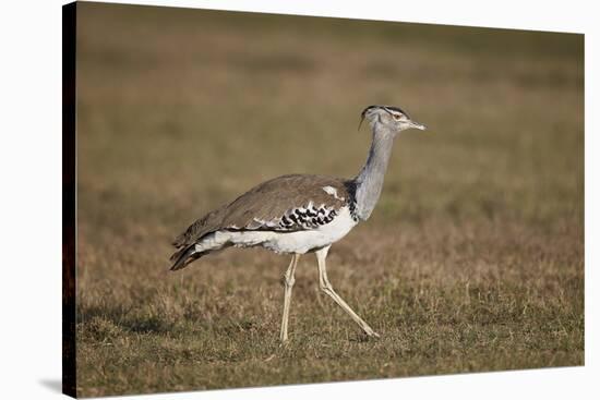 Kori Bustard (Ardeotis Kori), Ngorongoro Crater, Tanzania, East Africa, Africa-James Hager-Stretched Canvas