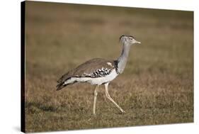 Kori Bustard (Ardeotis Kori), Ngorongoro Crater, Tanzania, East Africa, Africa-James Hager-Stretched Canvas