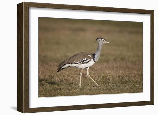 Kori Bustard (Ardeotis Kori), Ngorongoro Crater, Tanzania, East Africa, Africa-James Hager-Framed Photographic Print