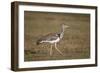 Kori Bustard (Ardeotis Kori), Ngorongoro Crater, Tanzania, East Africa, Africa-James Hager-Framed Photographic Print