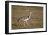 Kori Bustard (Ardeotis Kori), Ngorongoro Crater, Tanzania, East Africa, Africa-James Hager-Framed Photographic Print