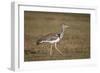 Kori Bustard (Ardeotis Kori), Ngorongoro Crater, Tanzania, East Africa, Africa-James Hager-Framed Photographic Print