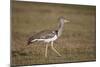 Kori Bustard (Ardeotis Kori), Ngorongoro Crater, Tanzania, East Africa, Africa-James Hager-Mounted Photographic Print