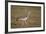 Kori Bustard (Ardeotis Kori), Ngorongoro Crater, Tanzania, East Africa, Africa-James Hager-Framed Photographic Print