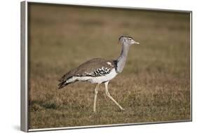 Kori Bustard (Ardeotis Kori), Ngorongoro Crater, Tanzania, East Africa, Africa-James Hager-Framed Photographic Print