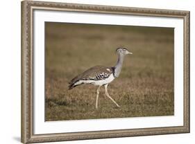 Kori Bustard (Ardeotis Kori), Ngorongoro Crater, Tanzania, East Africa, Africa-James Hager-Framed Photographic Print