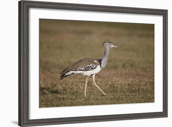 Kori Bustard (Ardeotis Kori), Ngorongoro Crater, Tanzania, East Africa, Africa-James Hager-Framed Photographic Print