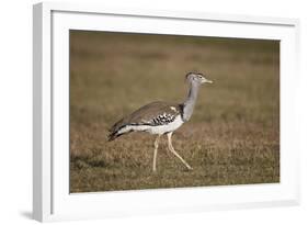 Kori Bustard (Ardeotis Kori), Ngorongoro Crater, Tanzania, East Africa, Africa-James Hager-Framed Photographic Print