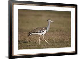 Kori Bustard (Ardeotis Kori), Ngorongoro Crater, Tanzania, East Africa, Africa-James Hager-Framed Photographic Print