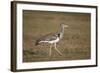 Kori Bustard (Ardeotis Kori), Ngorongoro Crater, Tanzania, East Africa, Africa-James Hager-Framed Photographic Print