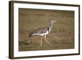 Kori Bustard (Ardeotis Kori), Ngorongoro Crater, Tanzania, East Africa, Africa-James Hager-Framed Photographic Print