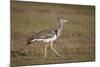 Kori Bustard (Ardeotis Kori), Ngorongoro Crater, Tanzania, East Africa, Africa-James Hager-Mounted Photographic Print