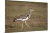 Kori Bustard (Ardeotis Kori), Ngorongoro Crater, Tanzania, East Africa, Africa-James Hager-Mounted Photographic Print