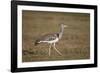 Kori Bustard (Ardeotis Kori), Ngorongoro Crater, Tanzania, East Africa, Africa-James Hager-Framed Photographic Print