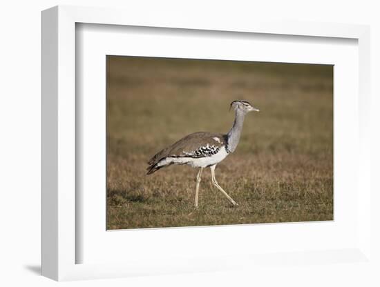 Kori Bustard (Ardeotis Kori), Ngorongoro Crater, Tanzania, East Africa, Africa-James Hager-Framed Photographic Print