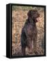 Korthal's Griffon / Wirehaired Pointing Griffon Portrait-Adriano Bacchella-Framed Stretched Canvas