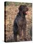 Korthal's Griffon / Wirehaired Pointing Griffon Portrait-Adriano Bacchella-Stretched Canvas