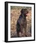 Korthal's Griffon / Wirehaired Pointing Griffon Portrait-Adriano Bacchella-Framed Photographic Print