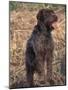Korthal's Griffon / Wirehaired Pointing Griffon Portrait-Adriano Bacchella-Mounted Photographic Print