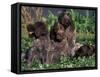 Korthal's Griffon / Wirehaired Pointing Griffon Puppies Resting / Playing in Grass-Adriano Bacchella-Framed Stretched Canvas