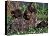 Korthal's Griffon / Wirehaired Pointing Griffon Puppies Resting / Playing in Grass-Adriano Bacchella-Stretched Canvas