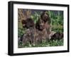 Korthal's Griffon / Wirehaired Pointing Griffon Puppies Resting / Playing in Grass-Adriano Bacchella-Framed Photographic Print