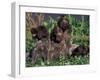 Korthal's Griffon / Wirehaired Pointing Griffon Puppies Resting / Playing in Grass-Adriano Bacchella-Framed Photographic Print