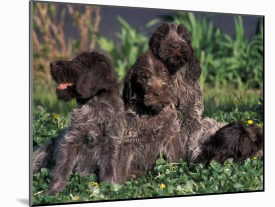 Korthal's Griffon / Wirehaired Pointing Griffon Puppies Resting / Playing in Grass-Adriano Bacchella-Mounted Photographic Print