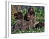 Korthal's Griffon / Wirehaired Pointing Griffon Puppies Resting / Playing in Grass-Adriano Bacchella-Framed Photographic Print