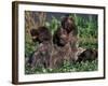Korthal's Griffon / Wirehaired Pointing Griffon Puppies Resting / Playing in Grass-Adriano Bacchella-Framed Photographic Print